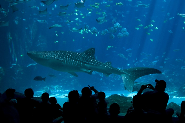 People at an aquarium looking at a shark and lots of different fishes