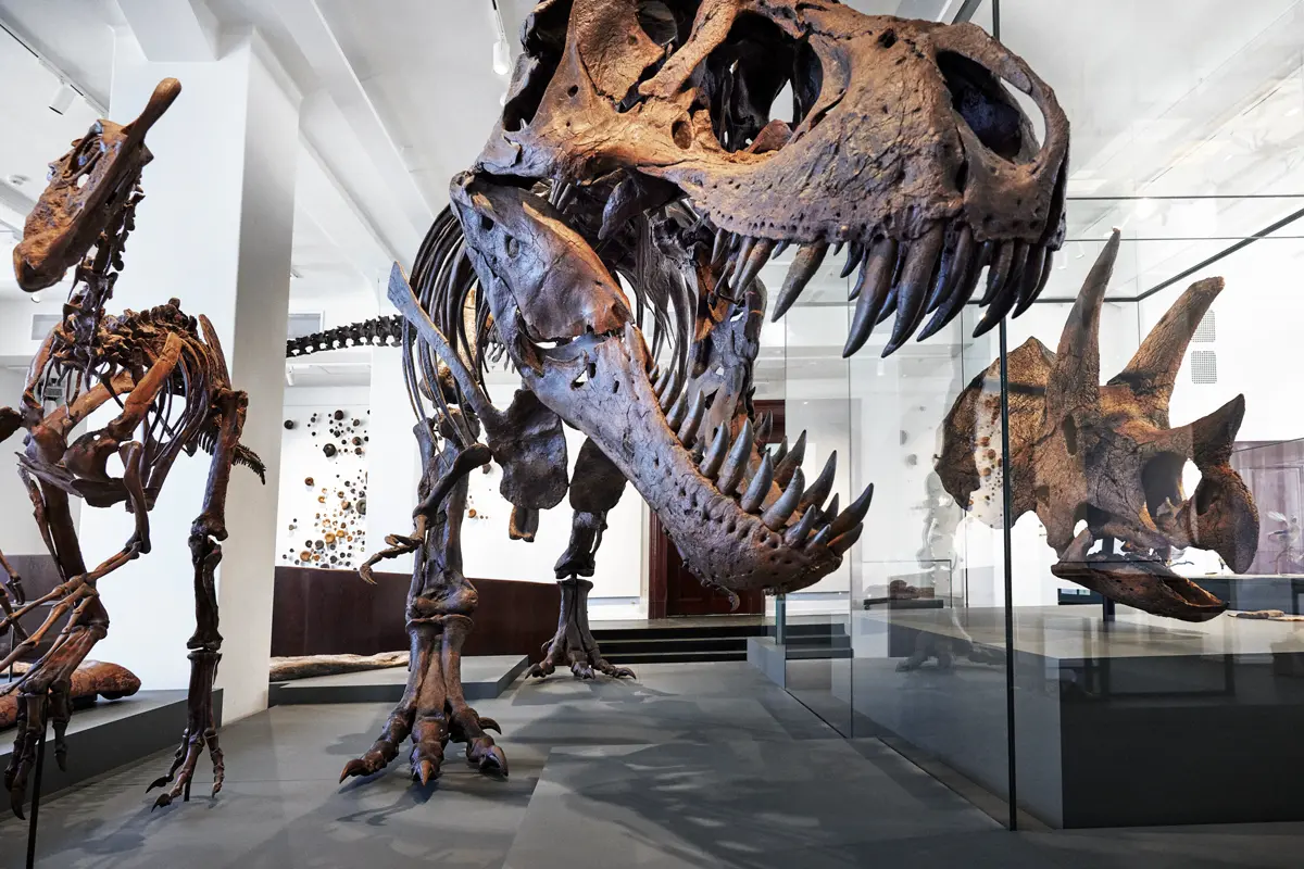 Three large well preserved dinosaur skeletons at the evolution exhibition.